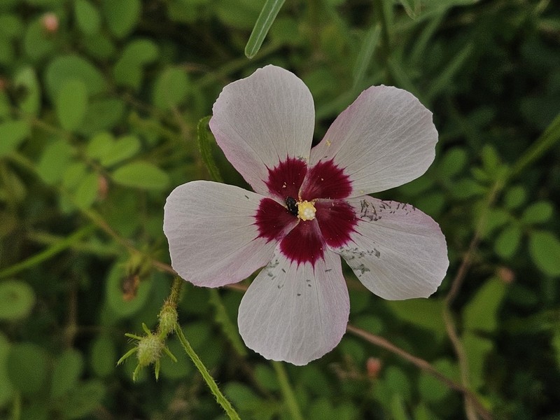 Hibiscus geranioides photo 5