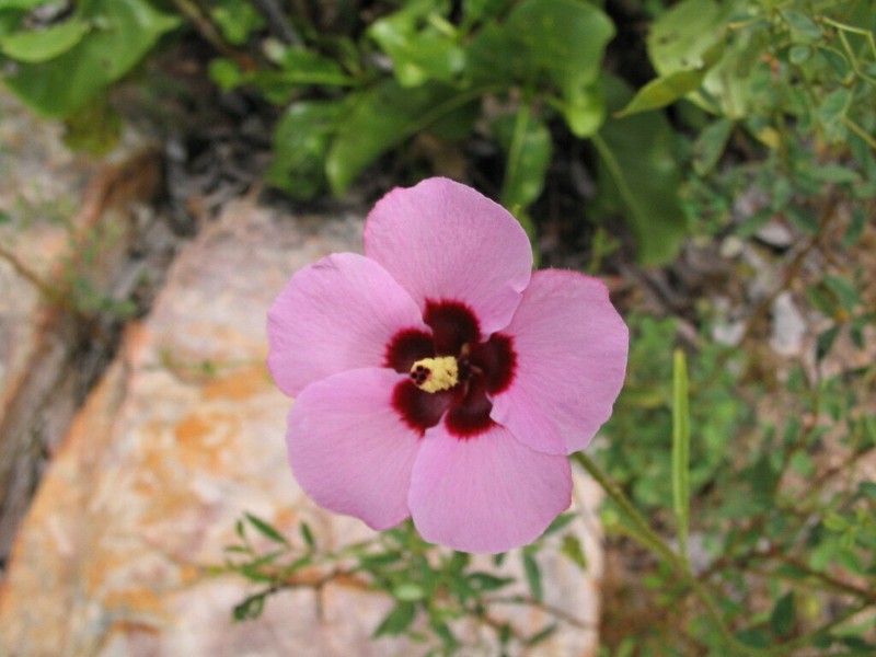 Hibiscus geranioides photo 6