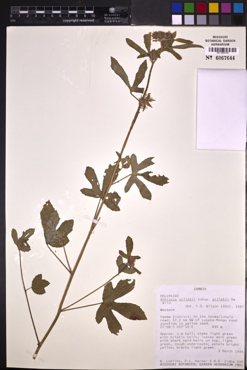 Hibiscus gilletii subsp. gilletii