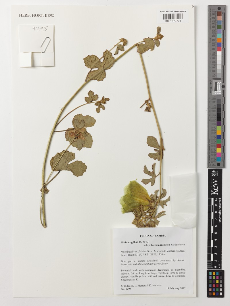 Hibiscus gilletii subsp. hiernianus
