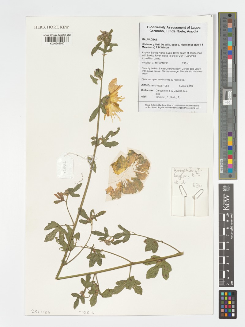Hibiscus gilletii subsp. hiernianus photo 2