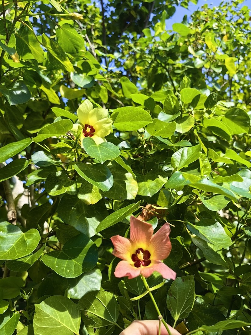 Hibiscus glaber