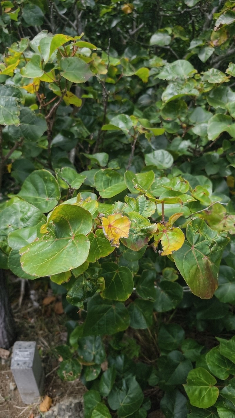Hibiscus glaber photo 2