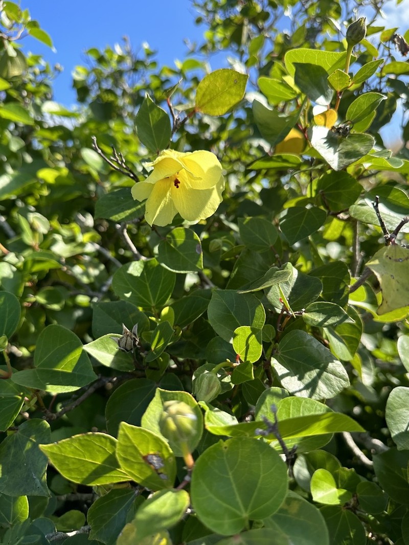 Hibiscus glaber photo 3