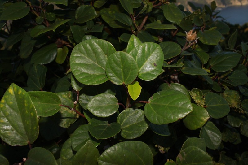Hibiscus glaber photo 6