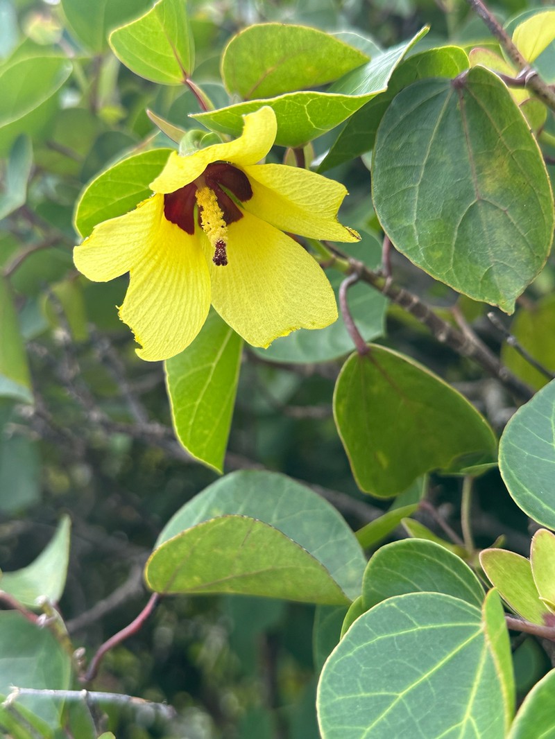 Hibiscus glaber photo 7