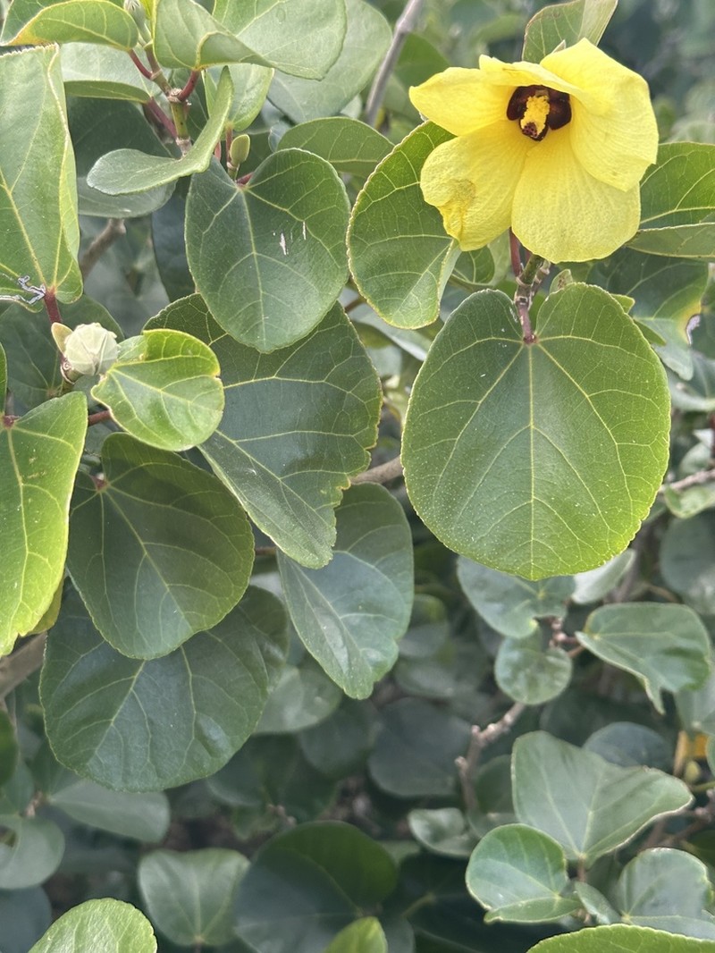 Hibiscus glaber photo 8