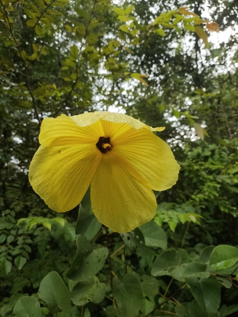 Hibiscus glandulifer photo 2