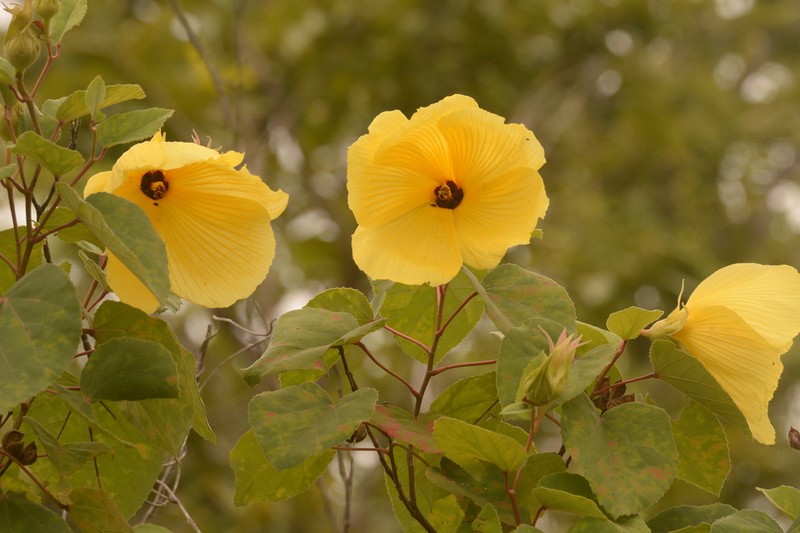 Hibiscus glandulifer photo 3