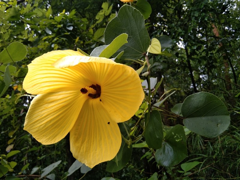 Hibiscus glandulifer photo 4