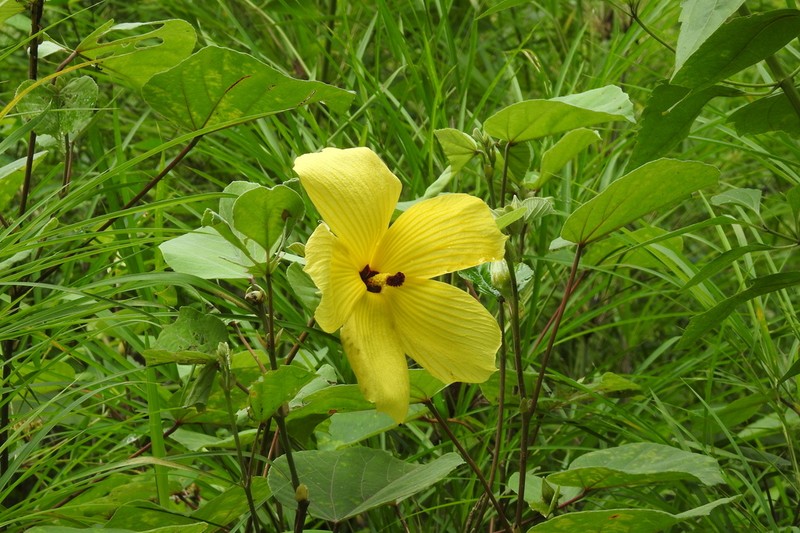 Hibiscus glandulifer photo 5