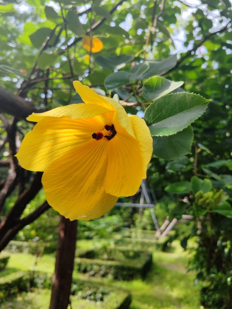 Hibiscus glandulifer photo 6