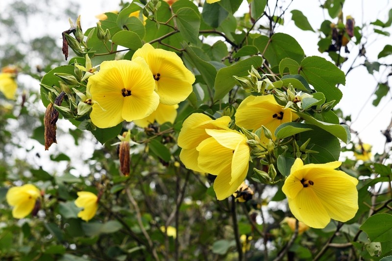 Hibiscus glandulifer photo 7
