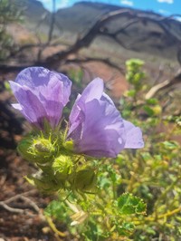 Hibiscus goldsworthii