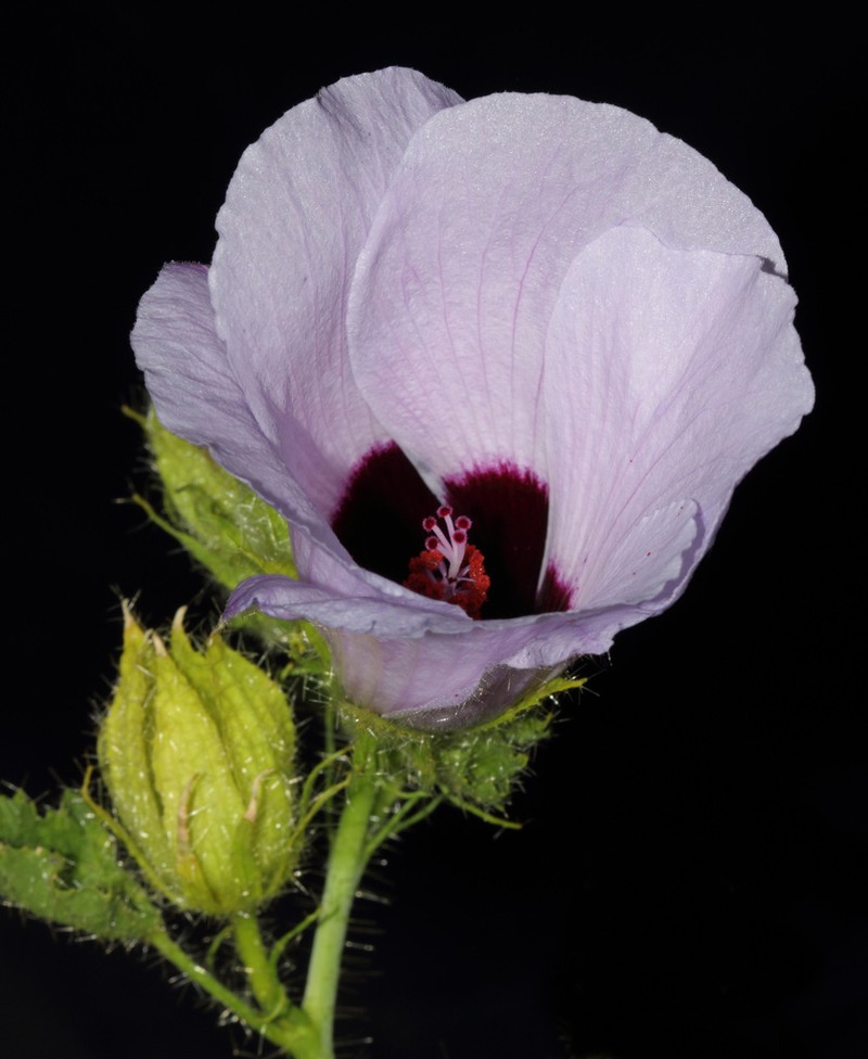 Hibiscus goldsworthii photo 4