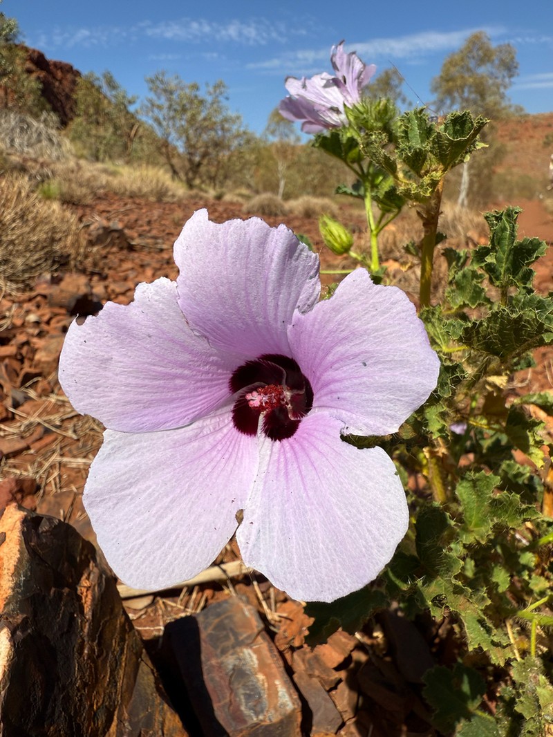 Hibiscus goldsworthii photo 6
