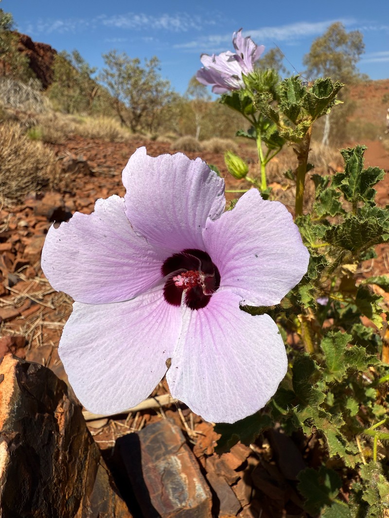 Hibiscus goldsworthii photo 8
