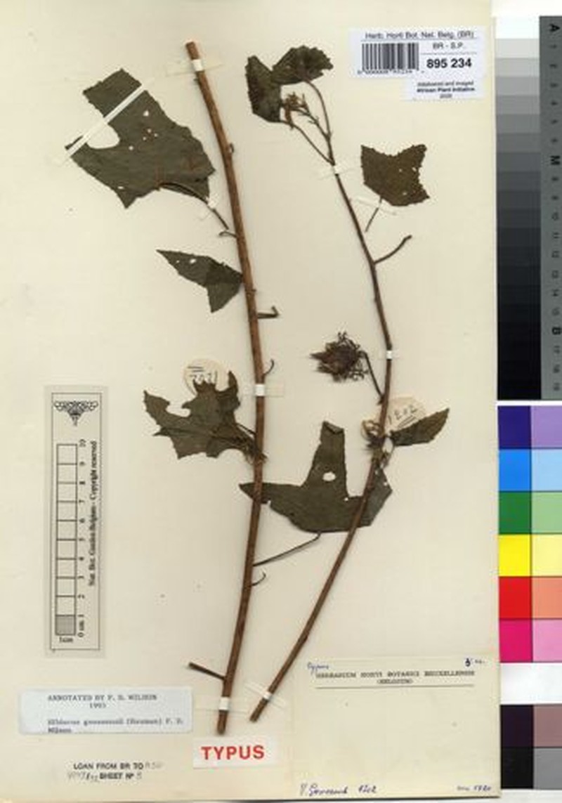 Hibiscus goossensii photo 2