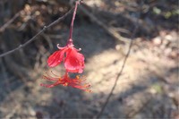 Hibiscus grandidieri
