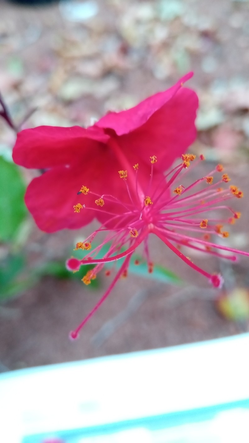 Hibiscus grandidieri photo 4