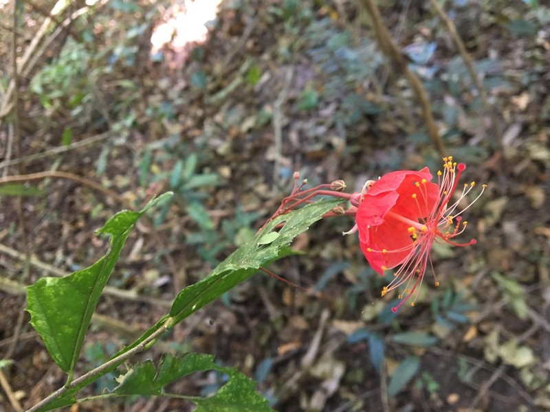 Hibiscus grandidieri photo 5
