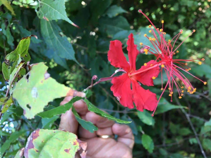 Hibiscus grandidieri photo 6