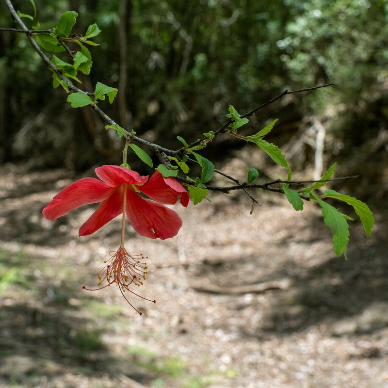 Hibiscus grandidieri photo 7