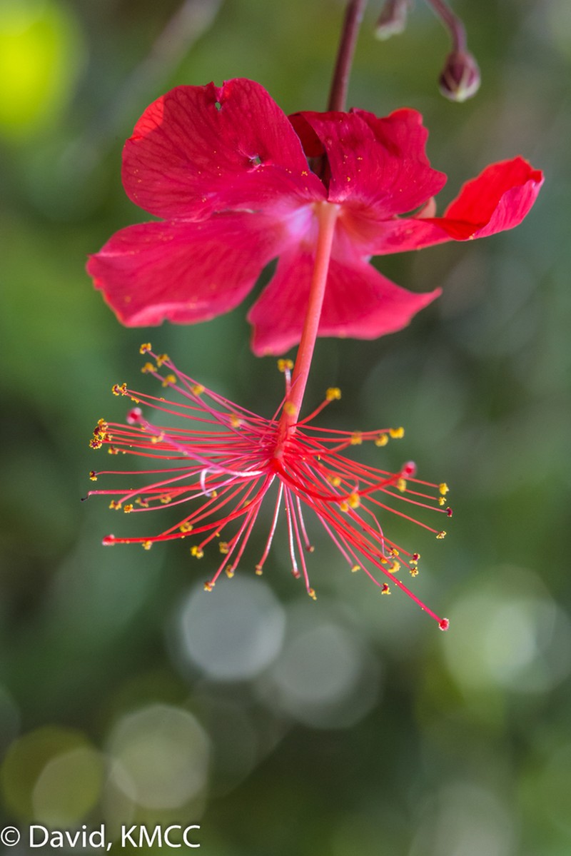 Hibiscus grandidieri photo 8