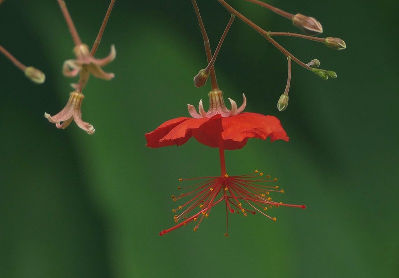 Hibiscus grandidieri var. greveanus
