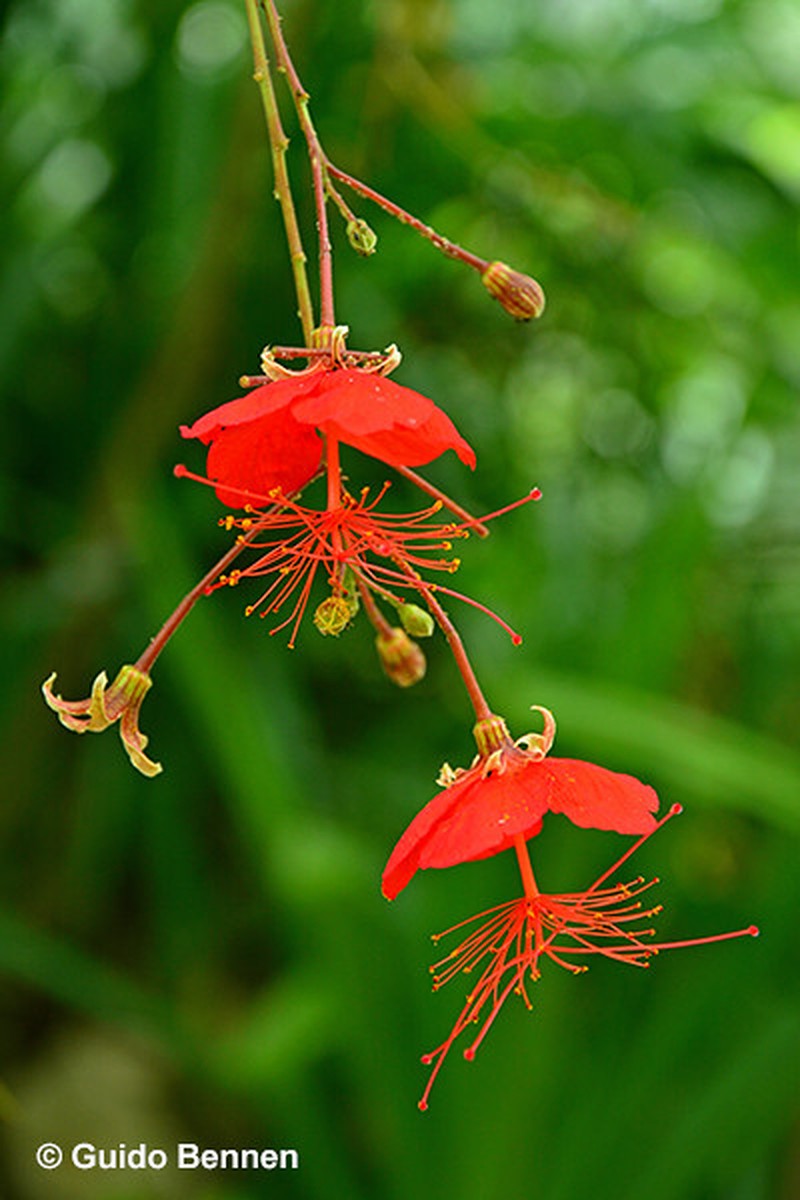 Hibiscus grandidieri var. greveanus photo 2