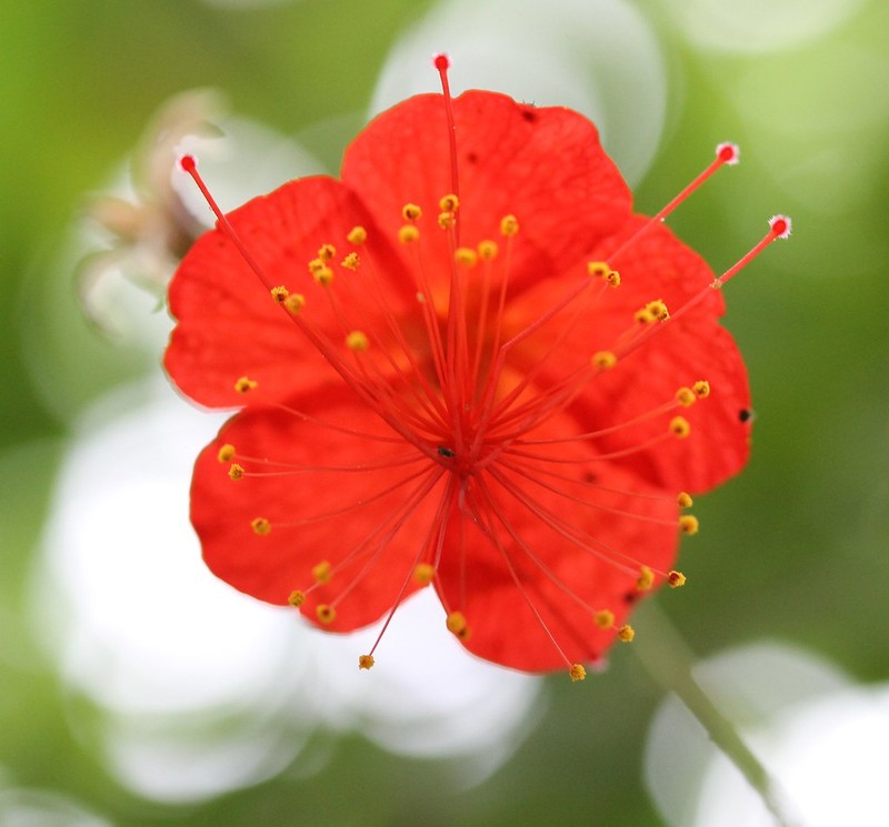 Hibiscus grandidieri var. greveanus photo 3