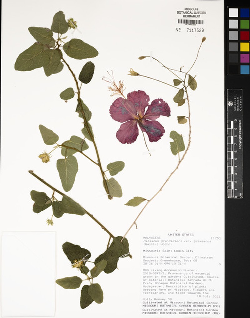 Hibiscus grandidieri var. greveanus photo 4