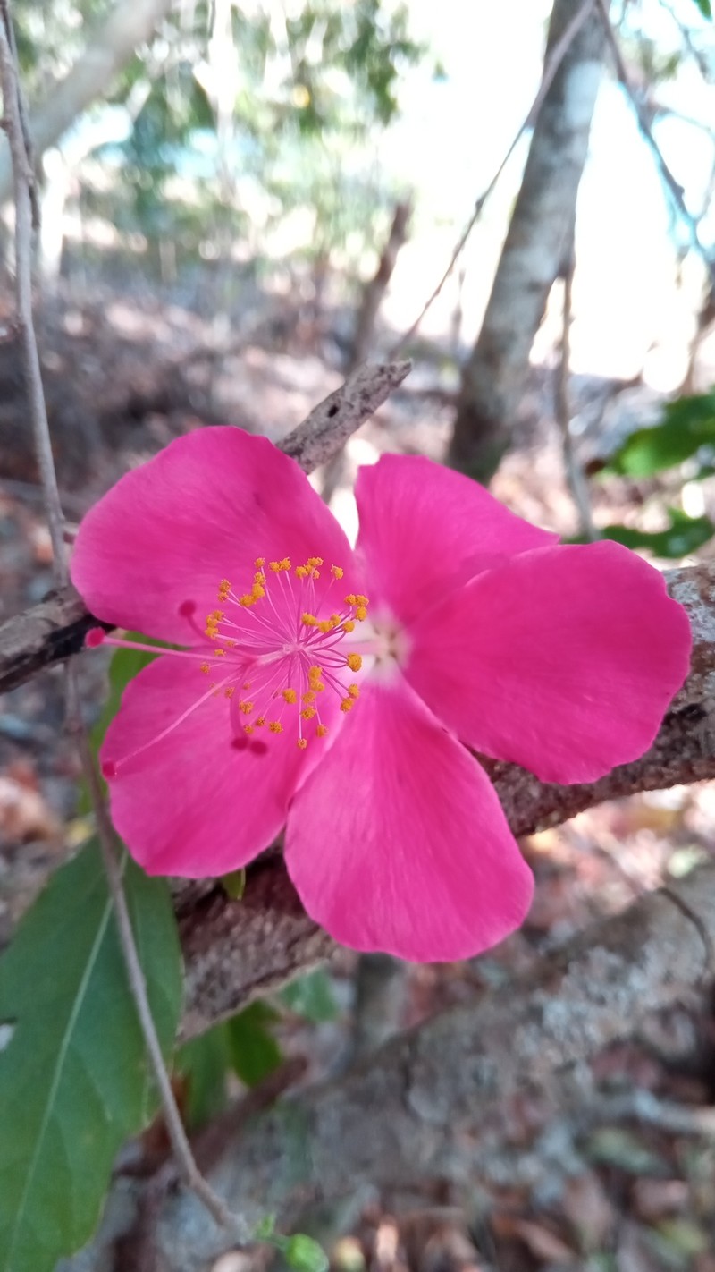 Hibiscus grandidieri var. manamboloensis