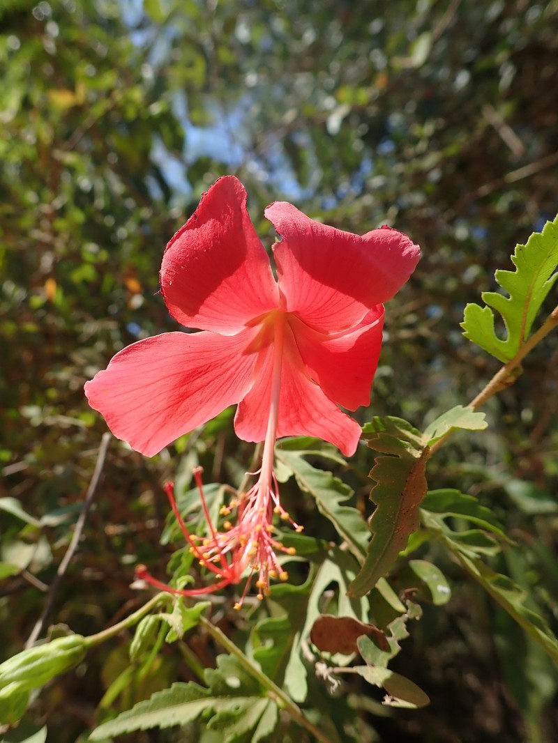 Hibiscus grandidieri var. manamboloensis photo 2