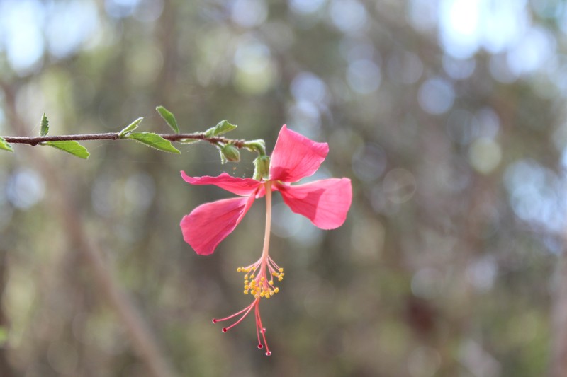 Hibiscus grandidieri var. manamboloensis photo 3