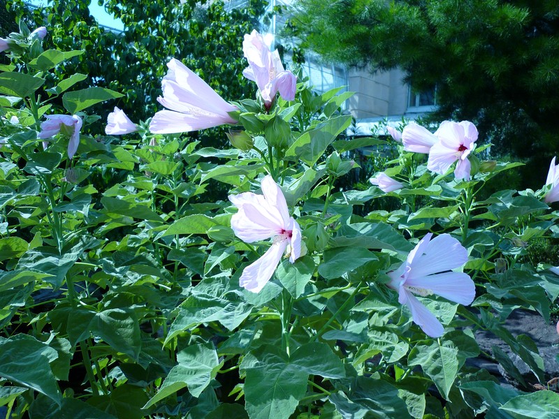 Swamp Rosemallow
