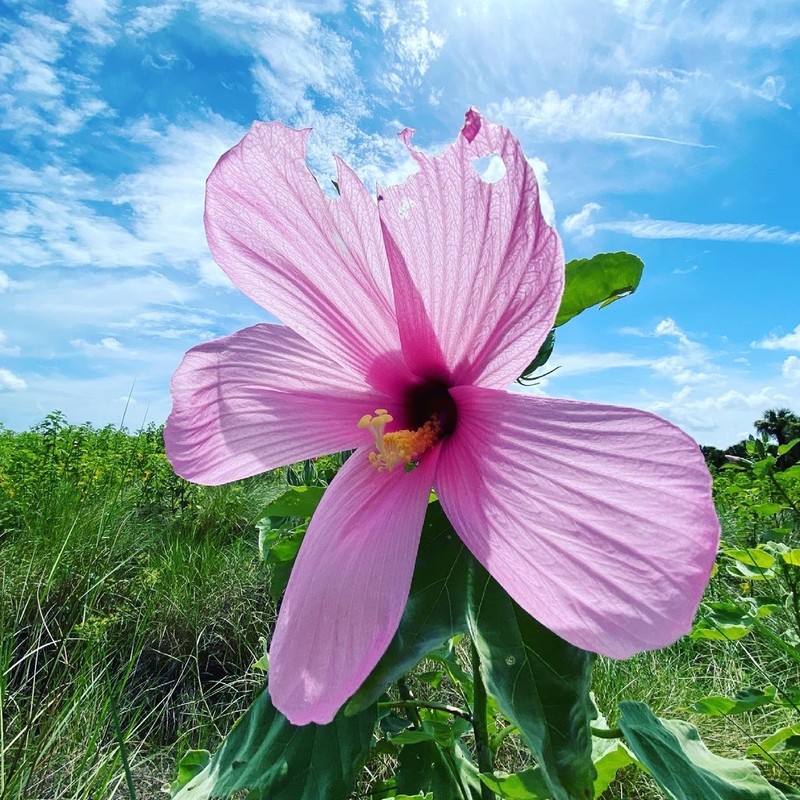 Swamp Rosemallow