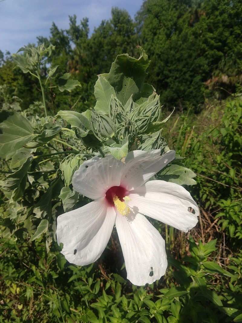 Swamp Rosemallow photo 2