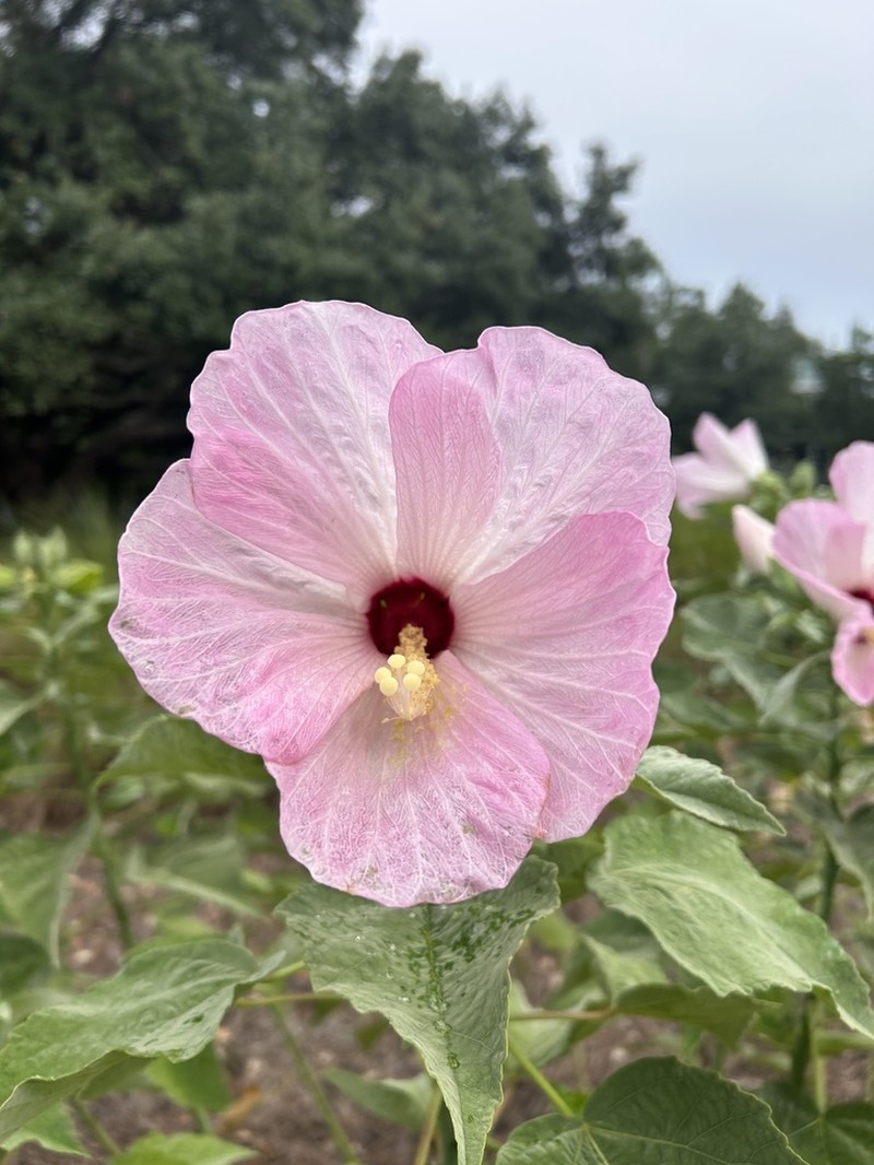 Swamp Rosemallow photo 3