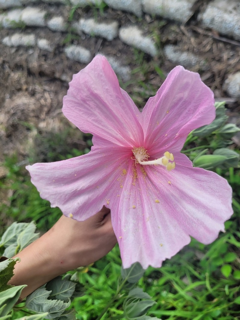 Swamp Rosemallow photo 4
