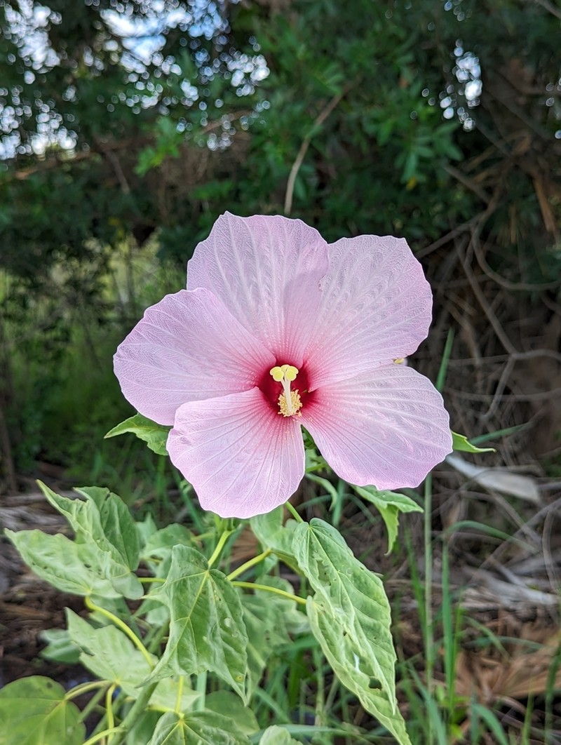 Swamp Rosemallow photo 5