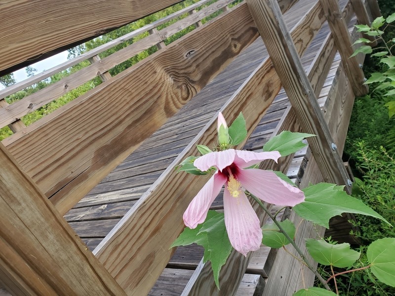 Swamp Rosemallow photo 6