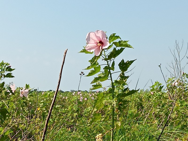 Swamp Rosemallow photo 7