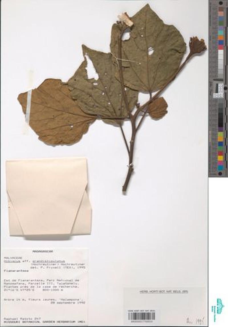 Hibiscus grandistipulatus