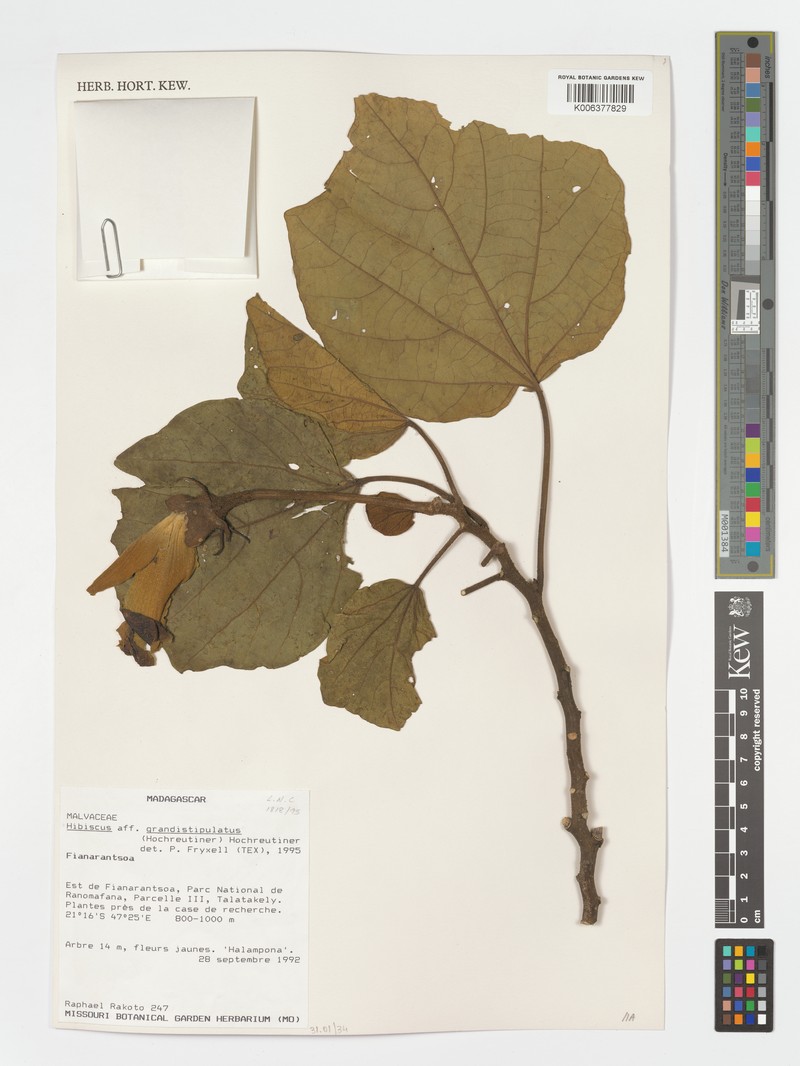 Hibiscus grandistipulatus photo 2