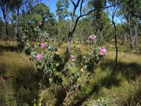 Hibiscus graniticus