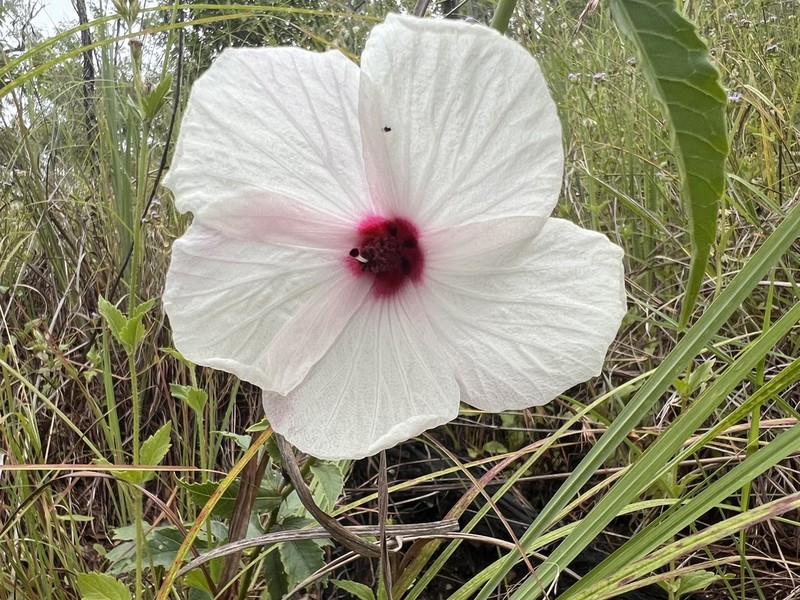 Hibiscus graniticus photo 2