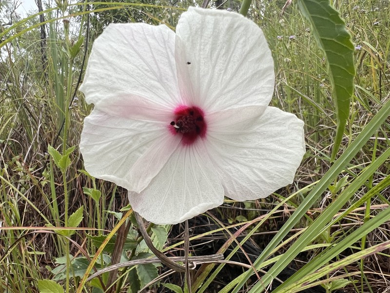 Hibiscus graniticus photo 3