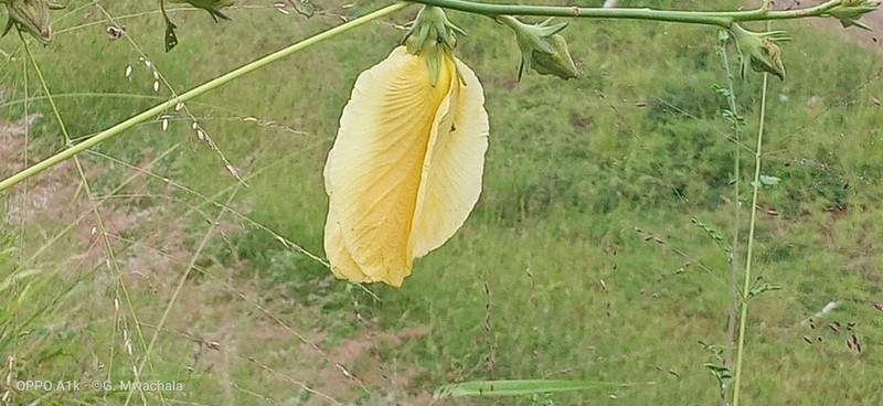 Hibiscus greenwayi photo 2