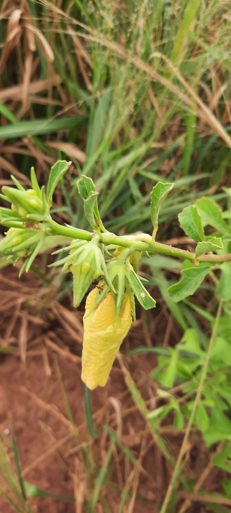 Hibiscus greenwayi photo 3